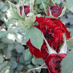 Rosa  Zenta - crvena  - patuljasta ruža 